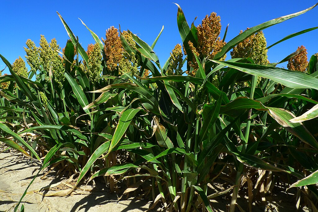 sorgo cereal
