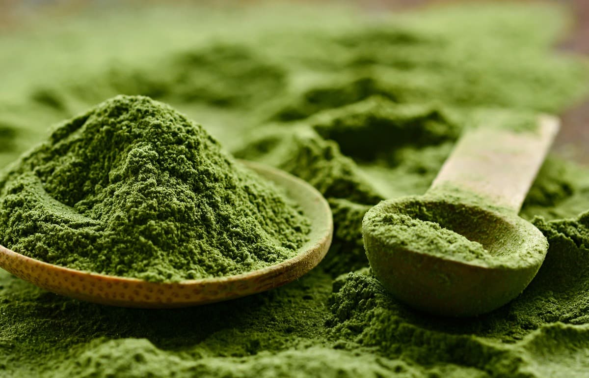 alga chlorella