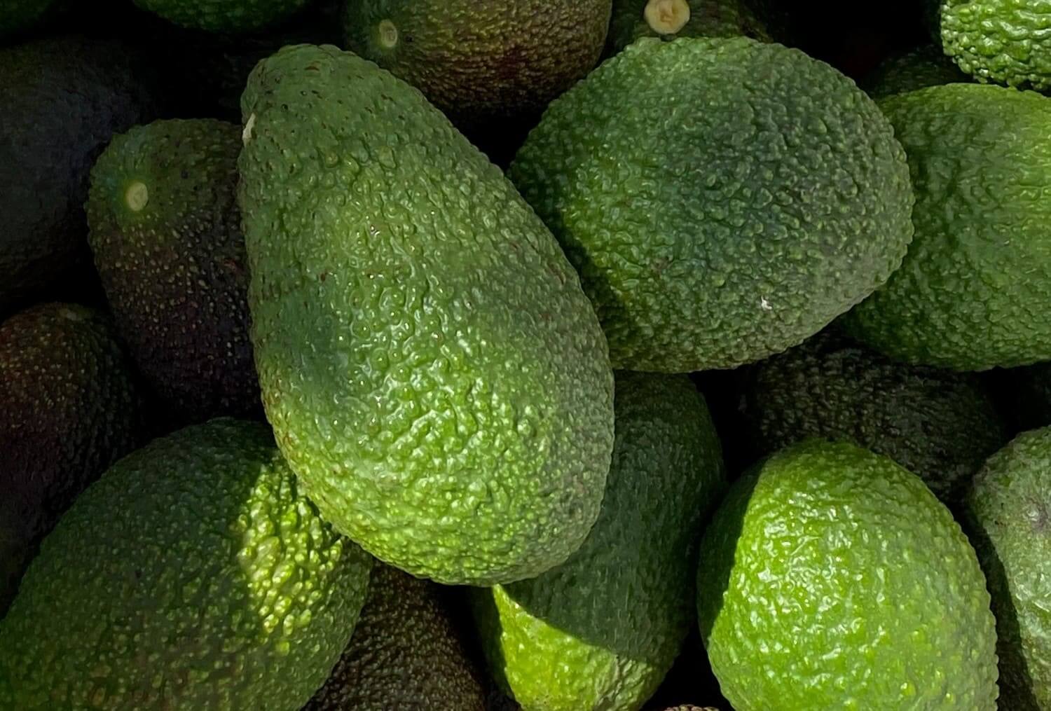 Aguacates de la Costa Tropical