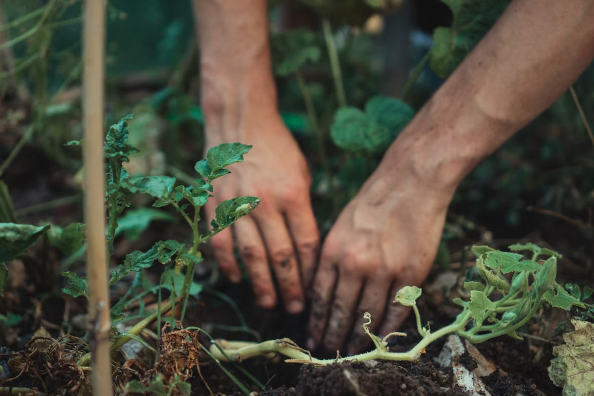 Dos manos trabajando las plantas de un jardín