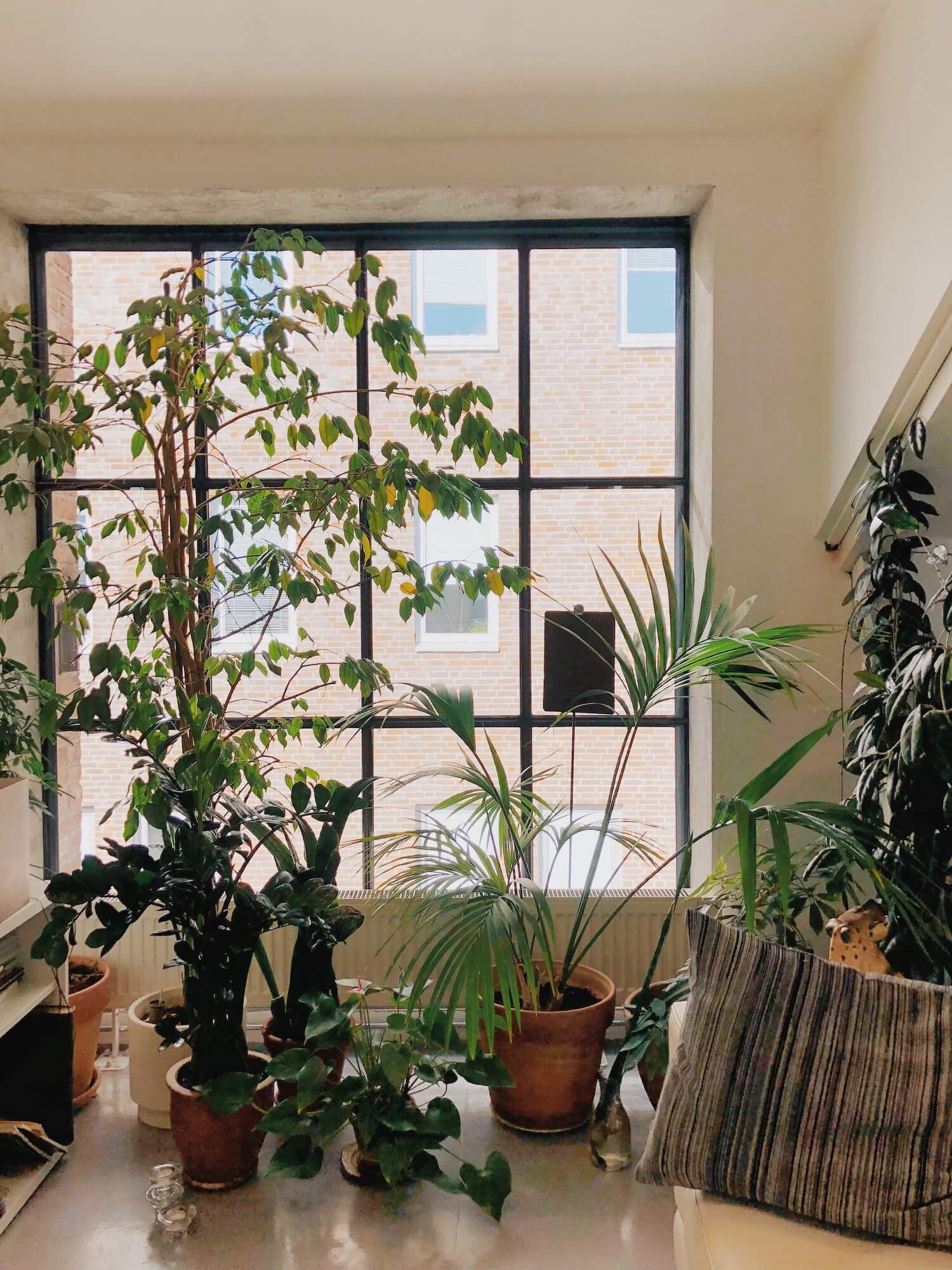 rincón de casa con plantas