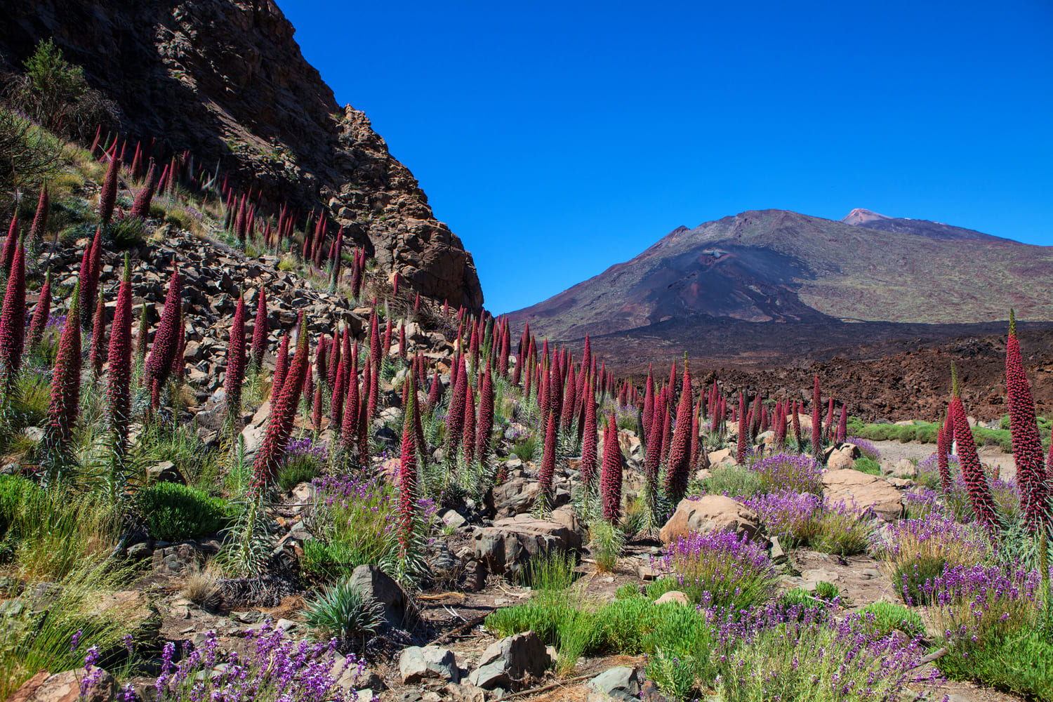 tajinastes teide