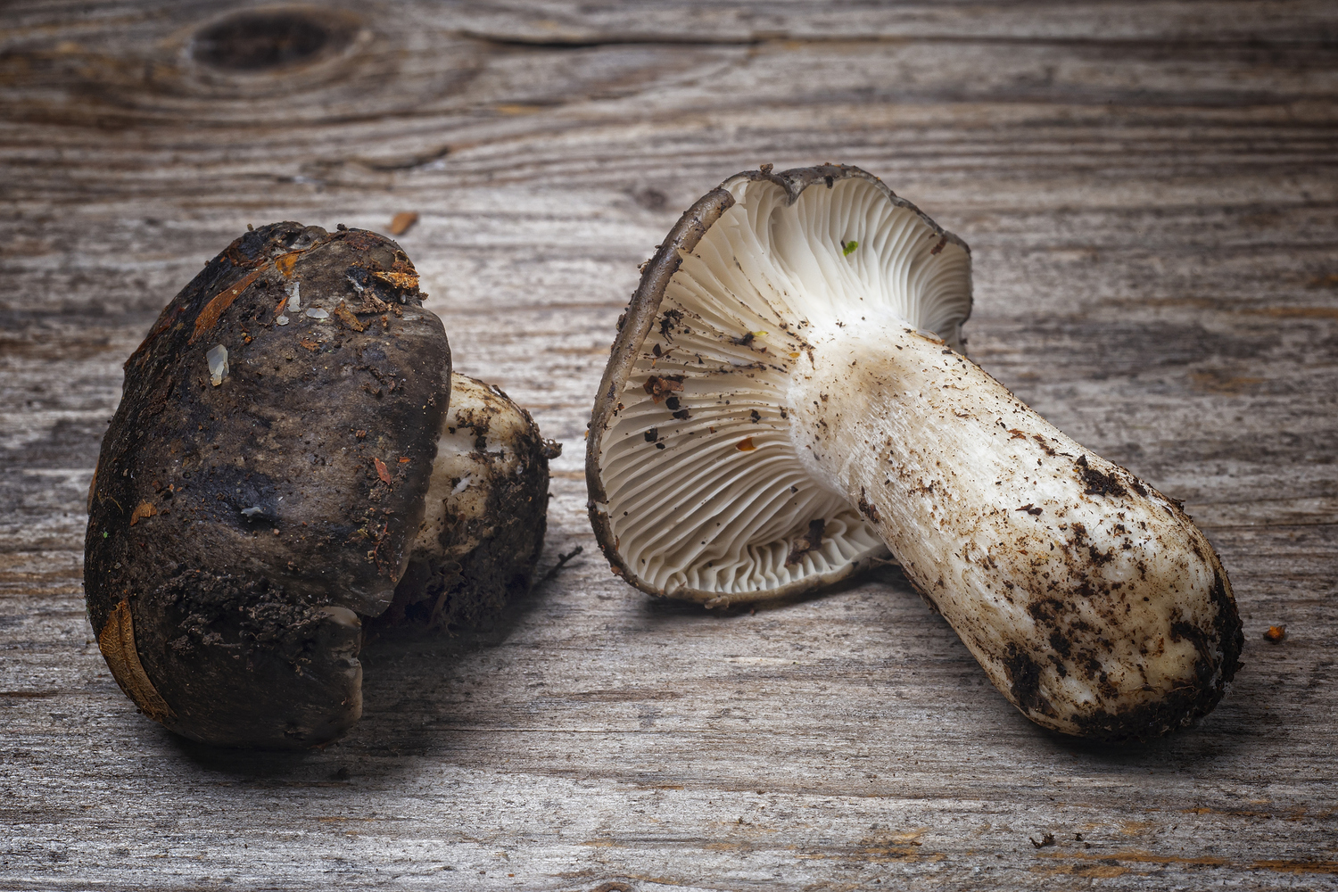 tipos setas primavera