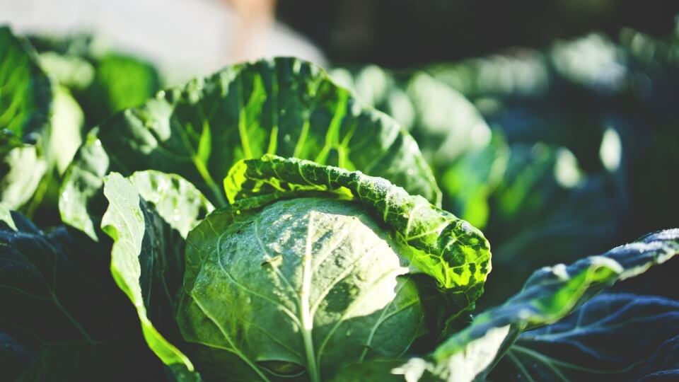 Alimentos de temporada de diciembre: un festín con sabor a invierno y Navidad