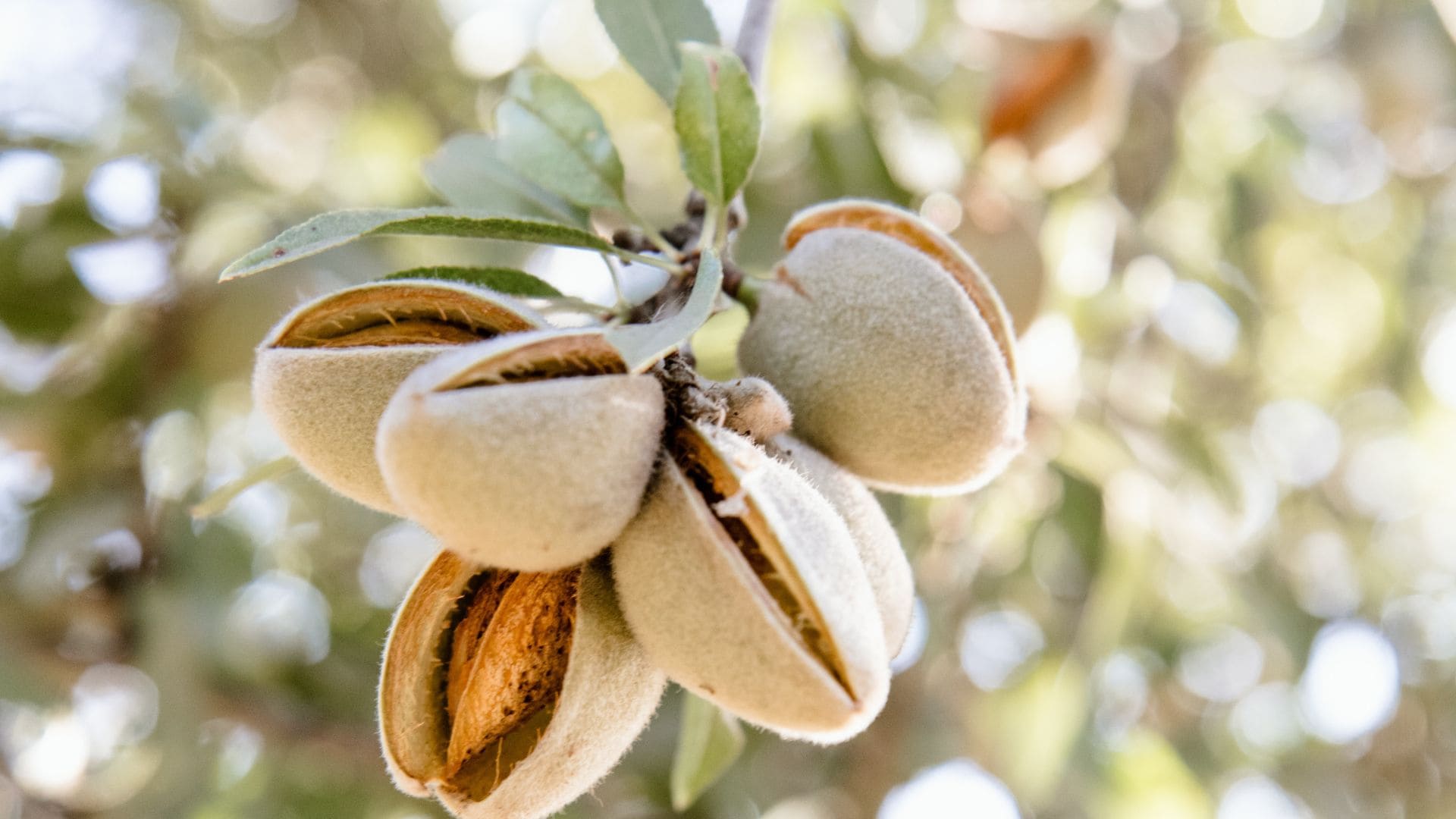 Granada en cuatro alimentos icónicos (y cómo saborearlos en su esplendor)