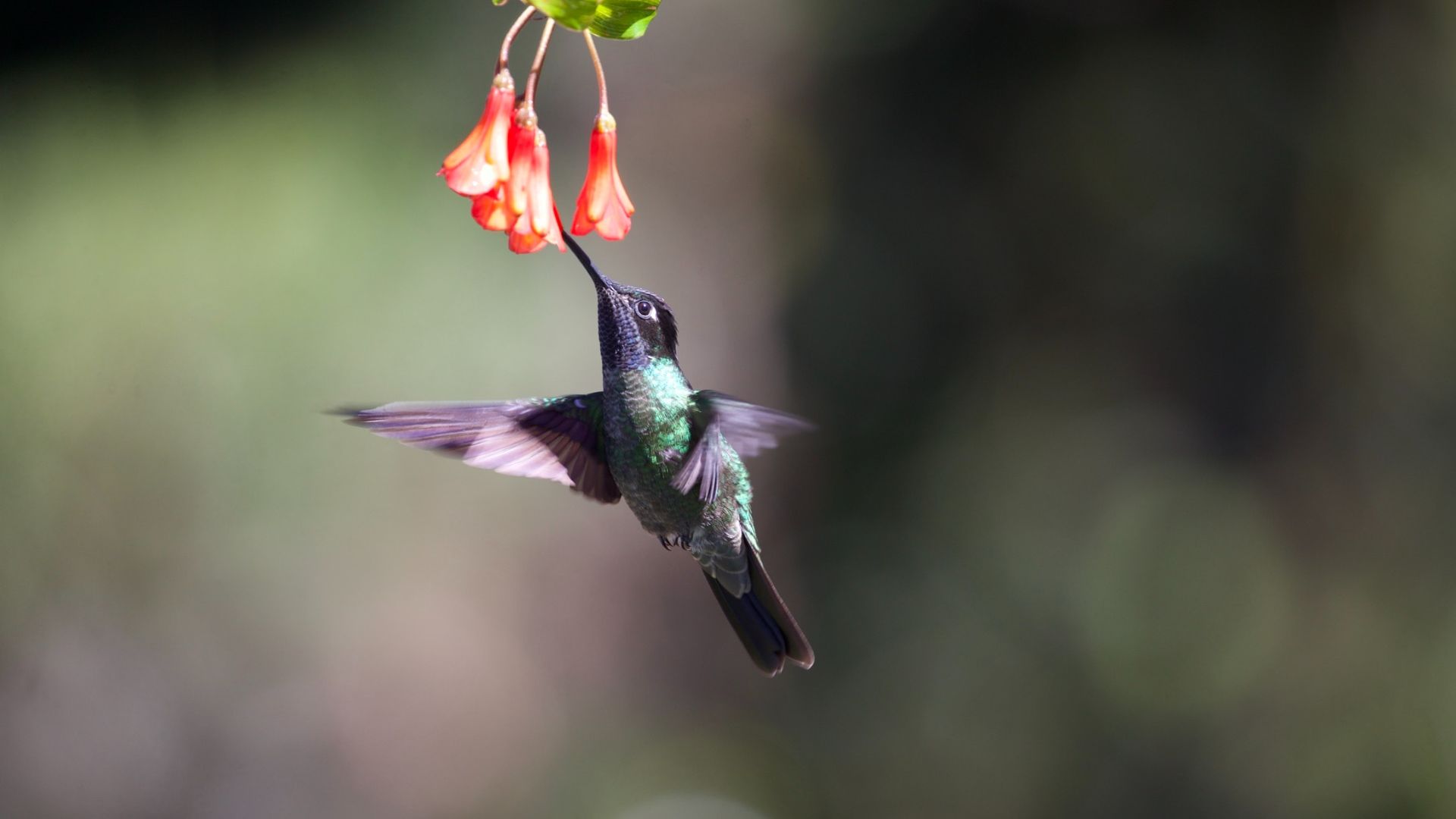 Con estas ‘apps’ parecerás Gerald Durrell en tus paseos por el campo