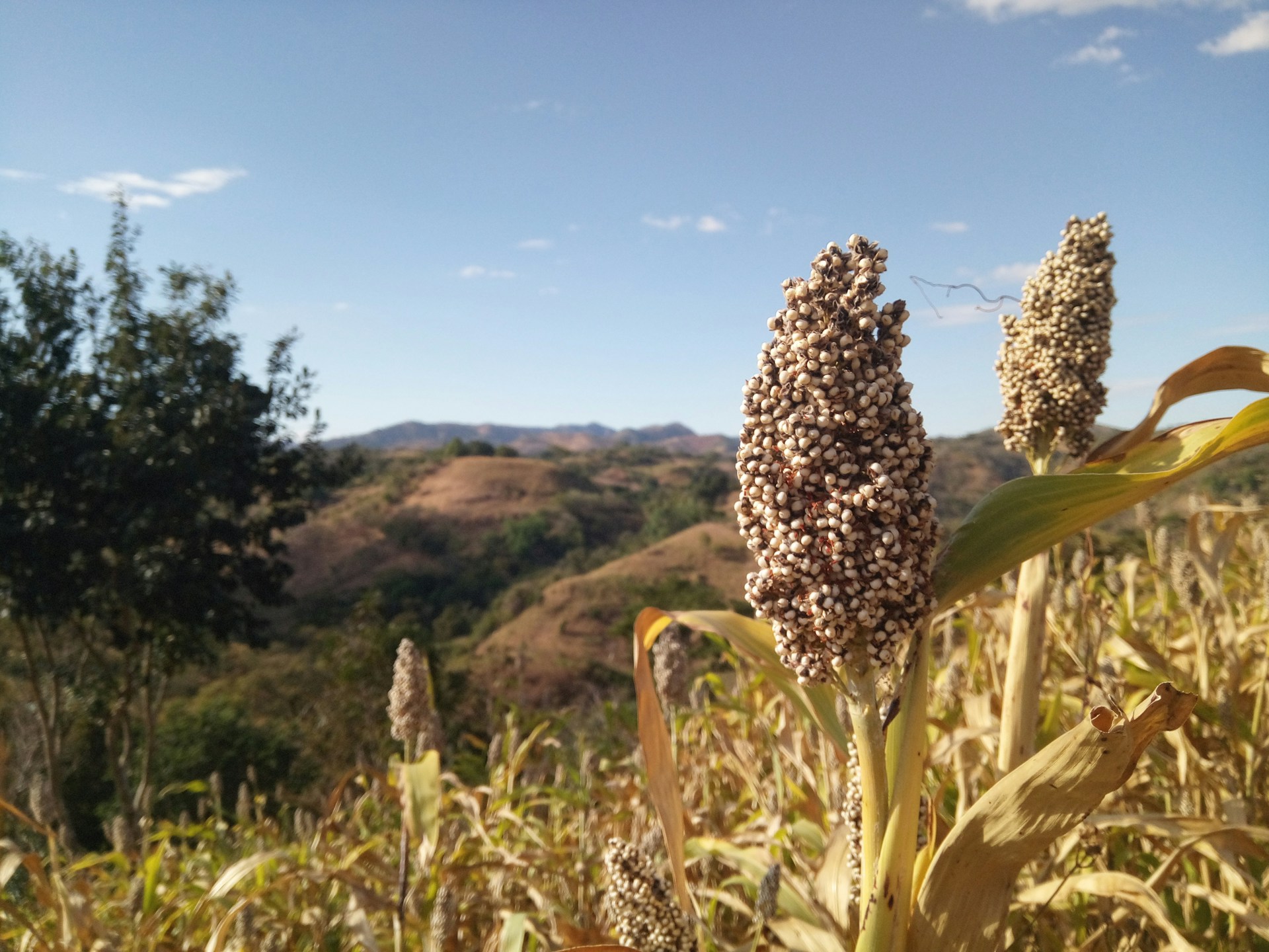 Sorgo: el secreto milenario que promete transformar la alimentación saludable
