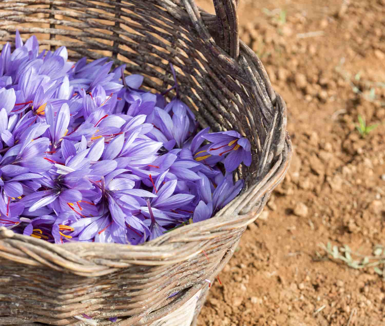Tiempo de azafrán: hebras que son todo un tesoro