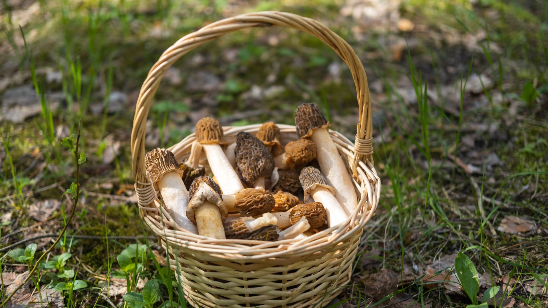 Setas de primavera: especies, sabores y platos para descubrirlas