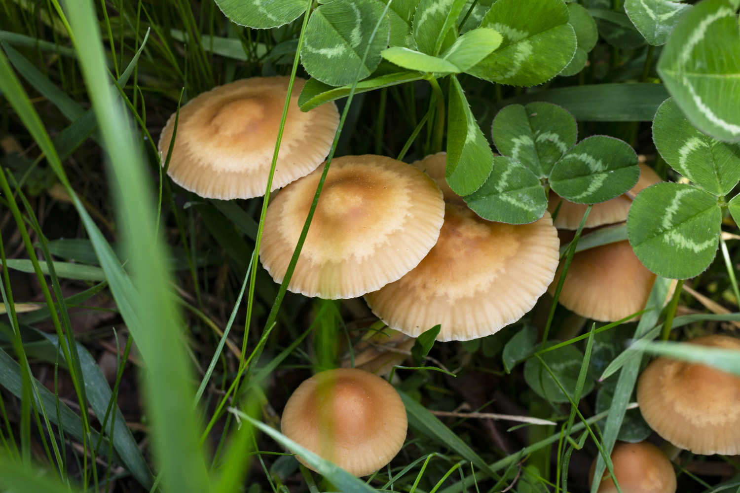 Setas de primavera: especies, sabores y platos para descubrirlas