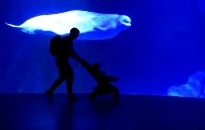 'Operación Beluga': cuando Tchaikovsky salvó a miles de ballenas