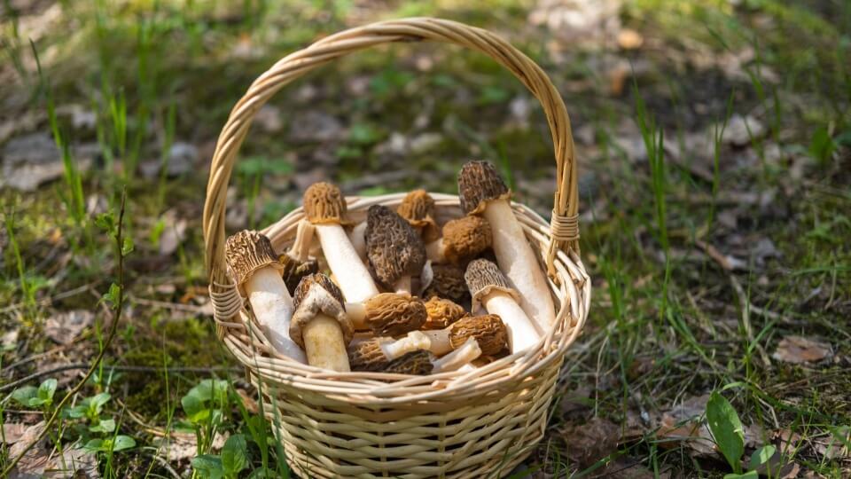 Setas de primavera: especies, sabores y platos para descubrirlas