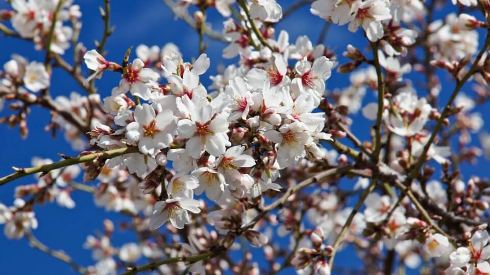 Los cerezos no solo florecen en Japón: estos parques urbanos te harán entrar en modo ‘hanami’