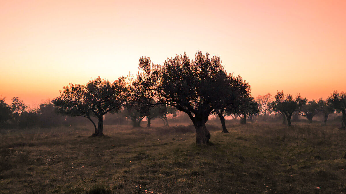 imagen olivar
